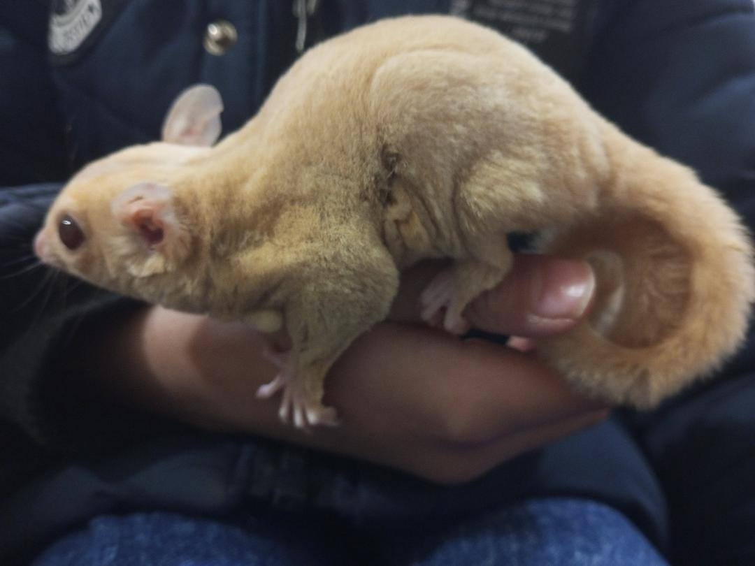 سنجاب طائر نوع البينو اللون كريمي
ويا حاضنه والاكل الخاص مالته 
المكان الرمادي 
للتواصل على الواتس اب 
***********
