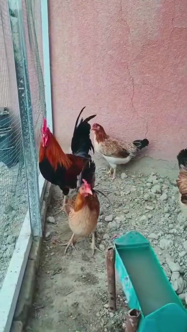 سلام عليكم  دجات كويتي
لبيع شراي يجي خاص


**إذا كنت صاحب هذا الإعلان وتريد حذفه لأي سبب، رجاءا أرسل رسالة إلى الدعم الفني**