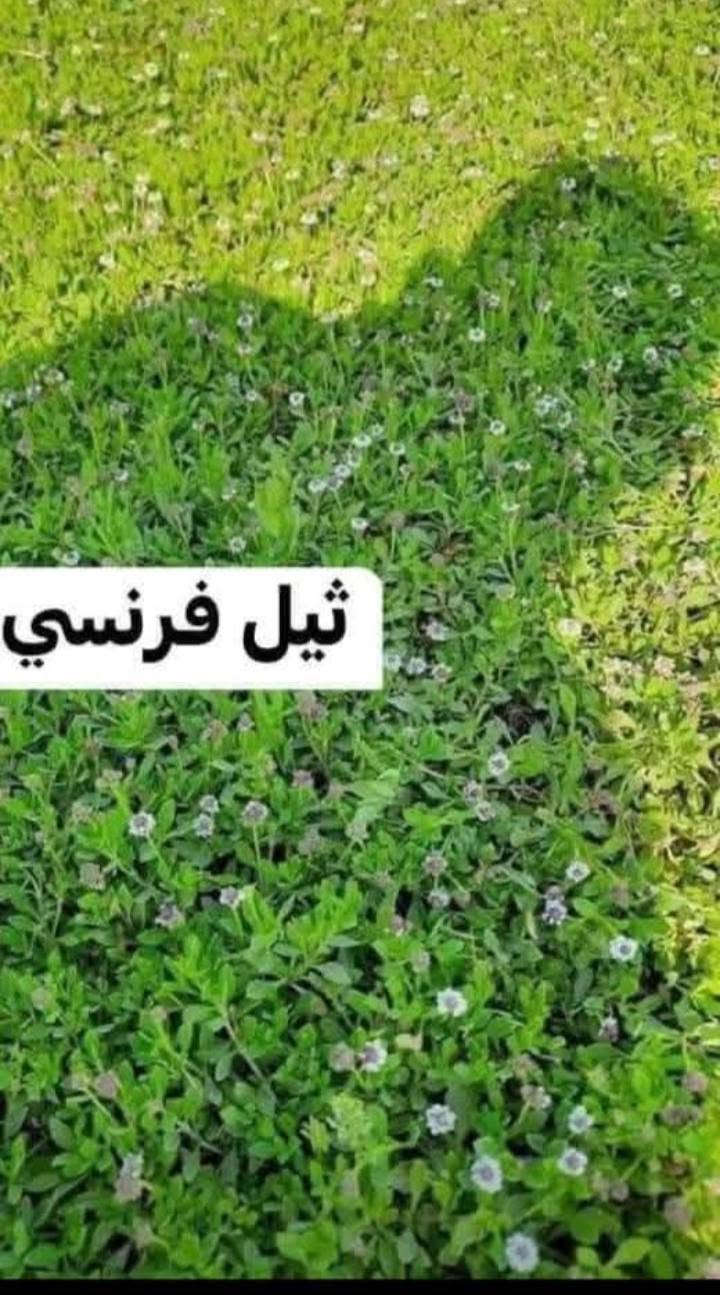 في بداية الموسم الجديد نعلن لكم بيع الثيل الهندي #درجة اولى خضار ١٠٠./. يتحمل جميع الظروف المناخيه
ثيل طبيعي وخضار ولا اروع 💚

نوعية ممتازة ودرجه اولى ⁦1️⃣⁩
ودائم الخضره 

ثيل #هندي  #امريكي   #ايطالي #انكليزي

اسعارنا الانسب وتوصيلنا الاسرع  لكافة محافظات العراق
لمعرفة المزيد راسل الصفحه او اتصل ***********

في بداية الموسم الجديد نعلن لكم بيع الثيل الهندي #درجة اولى خضار ١٠٠./. يتحمل جميع الظروف المناخيه
