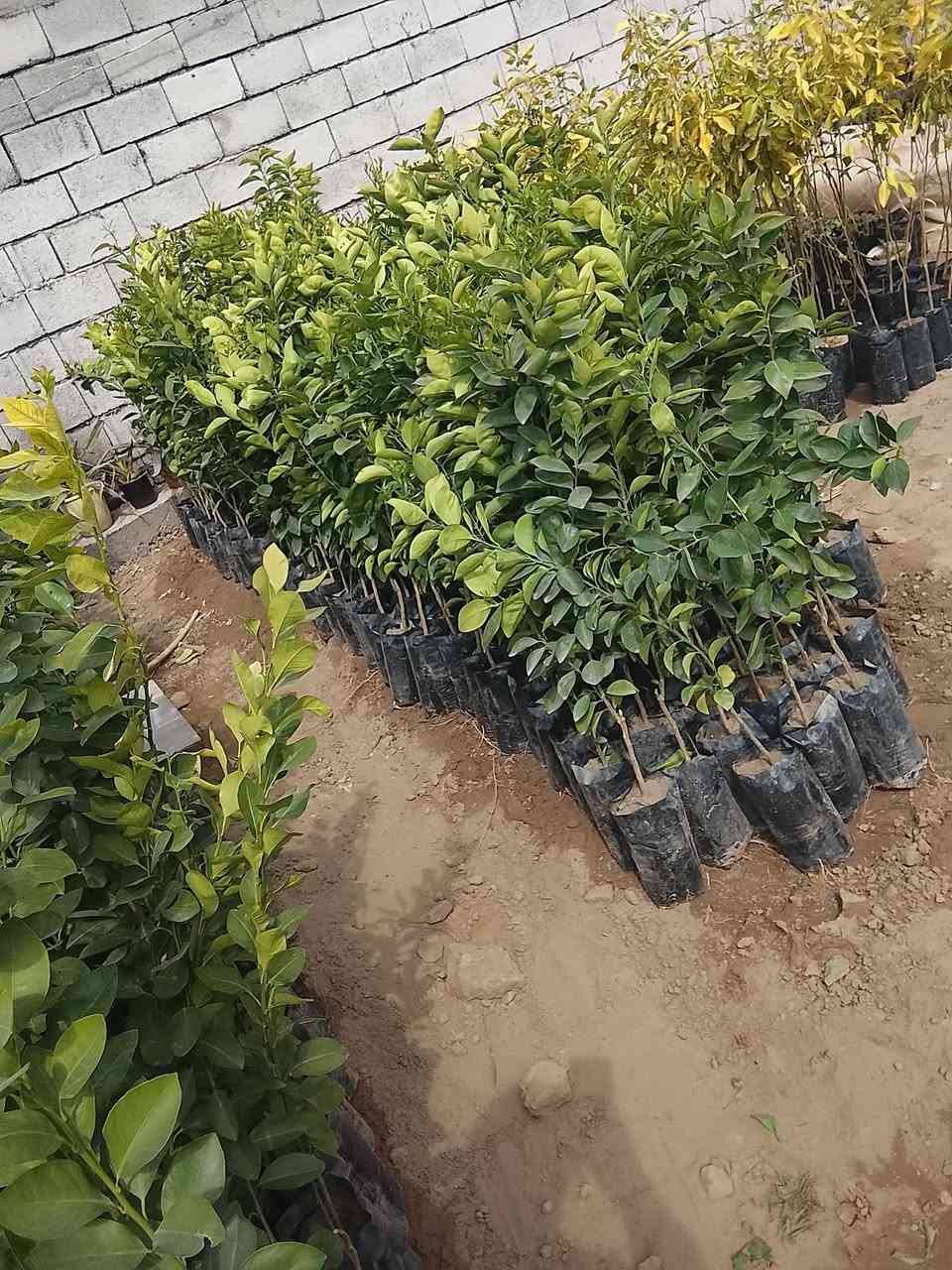 اسلام عليكم يوجد لدينه انواع النخيل والحمضيات والقلمطوز وانواع الورد والتين والعنب   حسب الطلب ا تصل وتدلل ،،***********
,***********
