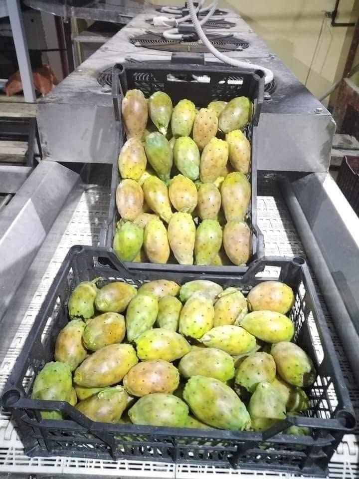 🌵❤️ استعدوا يا عشاق التين الشوكي ❤️🌵
التين الشوكي  😍 ومنزوع الشوك بالكامل لراحة أكتر واستمتاع بالطعم الحلو والمنعش 😋
وطبعًا التين لسه بشاير الموسم، وعشان كده سعره أعلى شوية من المعتاد، لكن طعمه وجودته يستاهلوا 👌
الكمية محدودة في بداية الموسم، واللي عايز يحجز يبادر من بدري ❤️
🌵 تين شوكي طازة 🌵 منزوع الشوك
البرنيكه 5كيلو 
الحجز مفتوح خاص 01011221046


**إذا كنت صاحب هذا الإعلان وتريد حذفه لأي سبب، رجاءا أرسل رسالة إلى الدعم الفني**