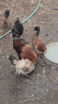 ديج شمسي و3 دجاجات خط اول كويتي مكاني بغداد البلديات رقمي 07725924643 ...