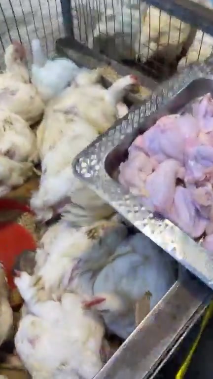 تاريخ ٢٩_٥ 
🐔عرض كيلو دجاج ٣٥٠٠ 🔴
🍗عرض  كيلو دجاج مقطع ٥٥٠٠ 
❌ توصيل محافظات ماكو 

📦 الأوزان متوفرة من ٢ كيلو لحد ٣ كيلوات ونص 

التوصيل المتوفر المسيب السدة الاسكندرية الحصوه المحاويل
———————-
🍗 أسعار الدجاج المقطع 🍗

🐔 كيلو صدر دجاج ٥٥٠٠
🍗 كيلو أفخاذ — ٥٥٠٠
🍗 كيلو أجنحة — ٥٥٠٠
🐓 كيلو رقاب — ٢٠٠٠
🍗 كيلو كبد صافي — ٥٠٠٠
🍗 كيلو كبد وحواصل (ممفتوحة) — ٤٠٠٠

━━━━━━━━━━━━━━

🏪 محلات أولاد هاشم
لبيع الدواجن الحي والمقطع

📍 بابل – المسيب
مدخل الجسر القديم

🚚 خدمة توصيل لجميع المناطق
📞 ***********
