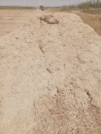 تبن • ديالى الخالص • كميات