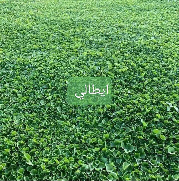 ثيل ديالى الطبيعي 
يوجد توصيل مجاني لجميع المحافظات


**إذا كنت صاحب هذا الإعلان وتريد حذفه لأي سبب، رجاءا أرسل رسالة إلى الدعم الفني**