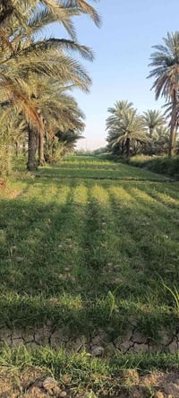 بستان نخيل • قرب نهر دجله • حصة مائية
