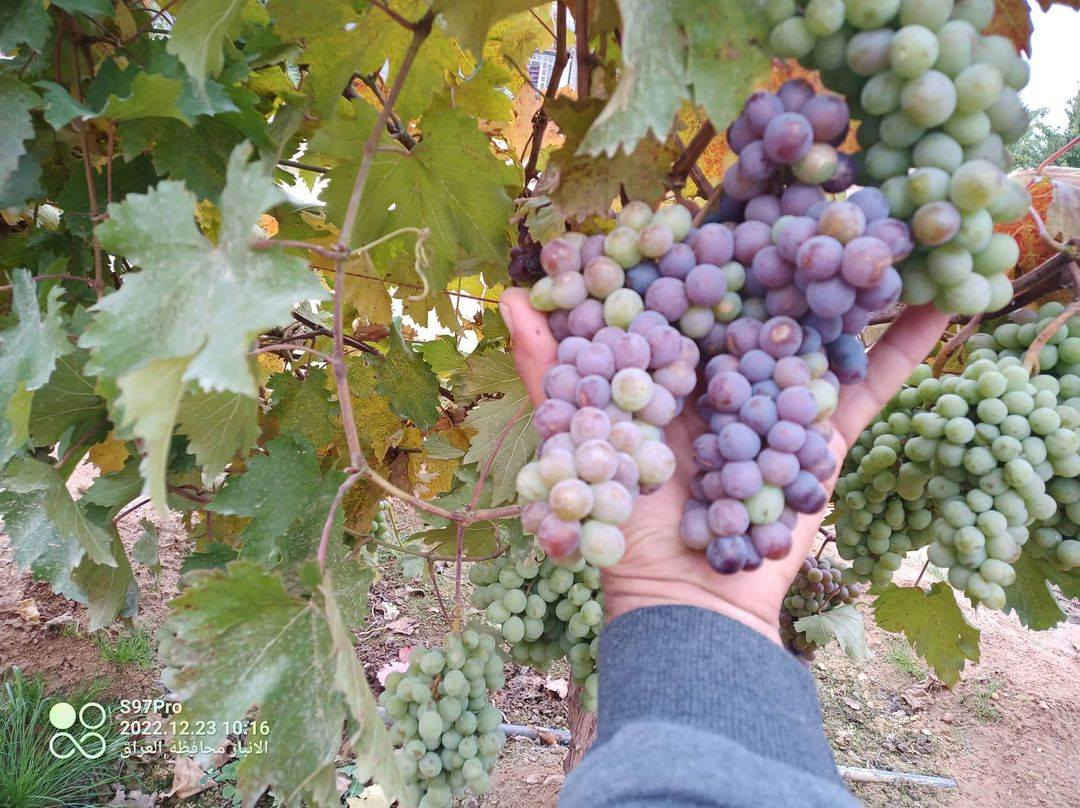 بسم الله والصلاة على رسول الله
العنب الاوربي الشهري يحمل على مدار العام والشاهد على كلامي تاريخ التصوير ،،،،صور الشتلات بالمنشور،،،،علما ان الشتلات مزروعه بالمنطقه الغربيه صنف متحمل وغزير الانتاج حجم العنقود كبير
سعر الشتله 7000 دينار
الانبار حديثه
المهندس الزراعي رائد النعيمي 
للاستفسار والتواصل على الصفحه او واتساب على الرقم 
***********
التوصيل لجميع المحافظات
