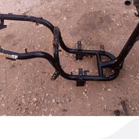 شاصي ماكس • منغولي • عيوب صغير