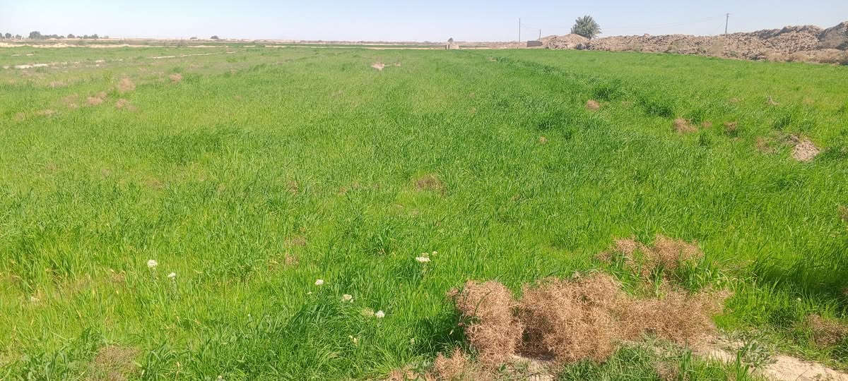 اللبيع گاع زرع اللبيع يتوفر جميع الخدمات ماء وكهرباء وطريق قريب على الشارع العام  35دونم  المكان الناصريه الدوايه منطقه العزارمه اللستفسار ***********
