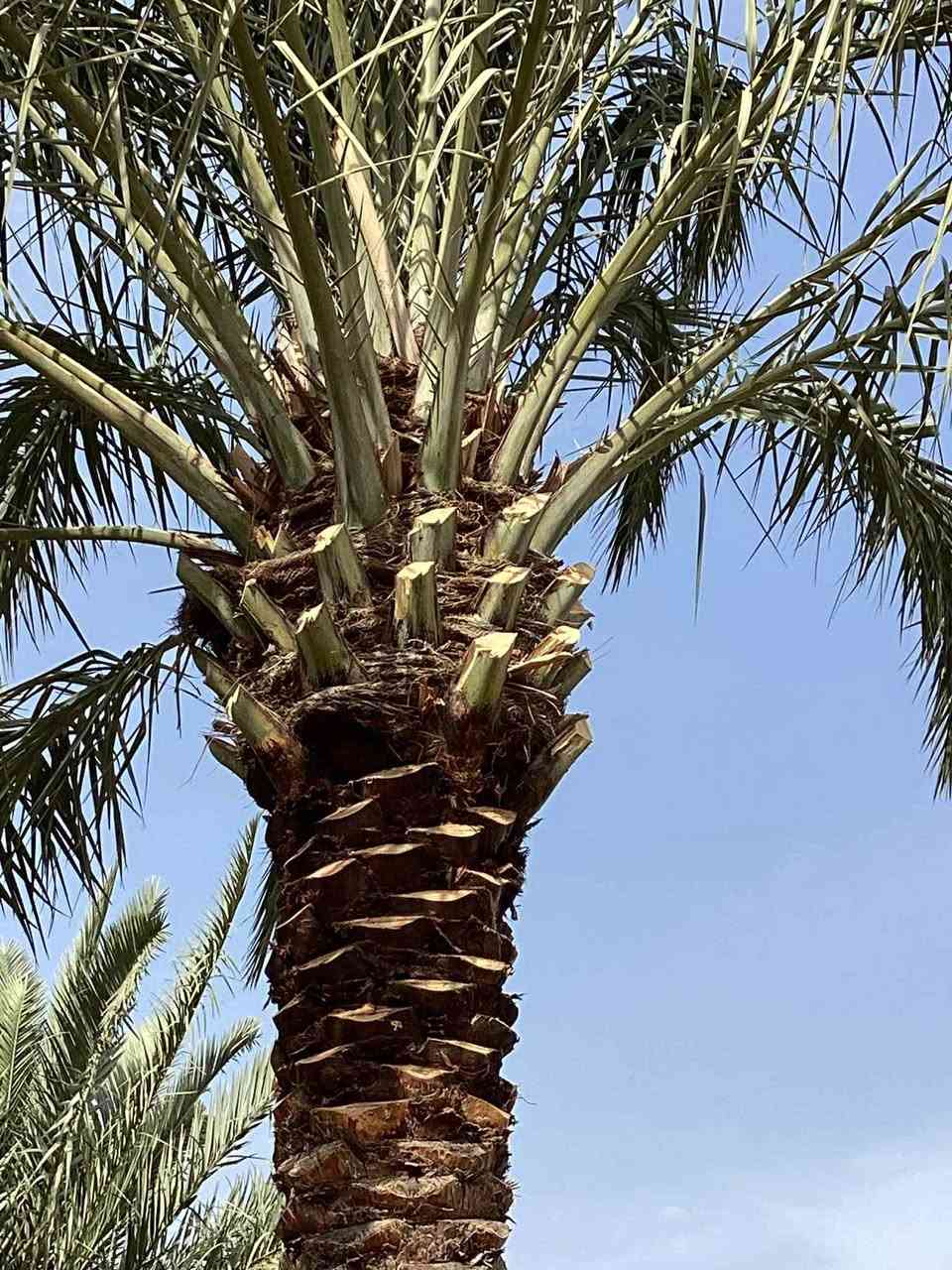 شغل اليوم يوجد تكريب قلع فروخ نخل تجذير نخل دوه نخل أتصل أو تراسل ( ***********)
