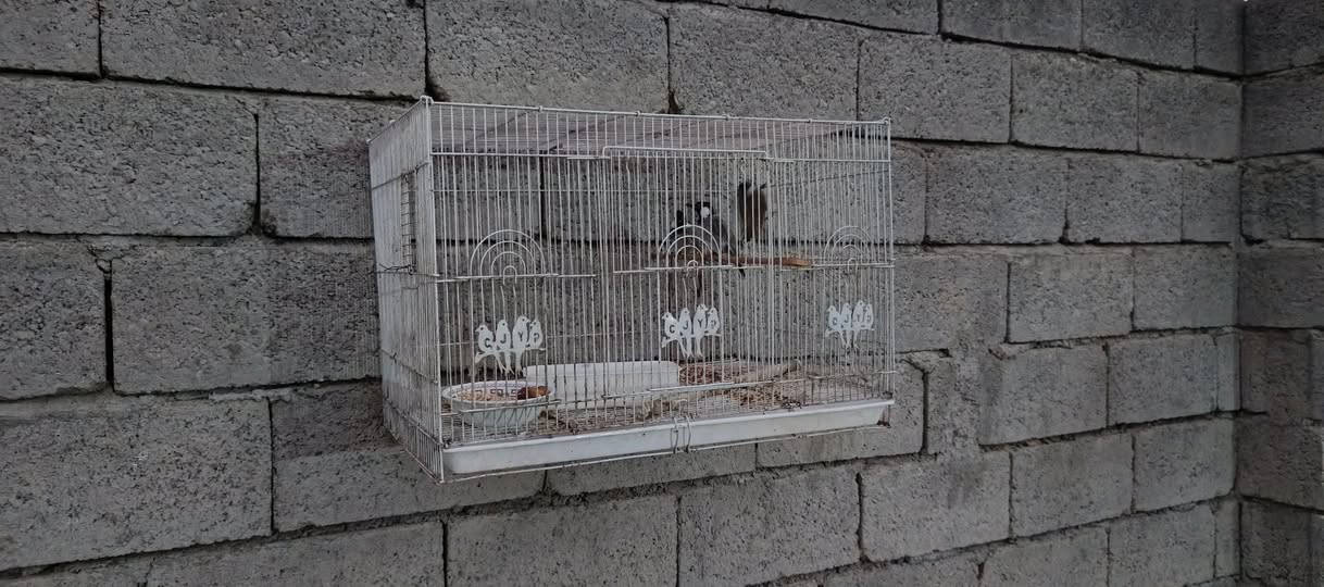 قفاص لبيع ياهو تريده كلشي ب سعره


**إذا كنت صاحب هذا الإعلان وتريد حذفه لأي سبب، رجاءا أرسل رسالة إلى الدعم الفني**