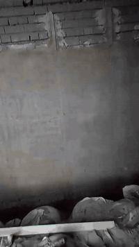 السلام عليكم خلفة جص وبورگ من بغداد شغل درجة أولى ***********
