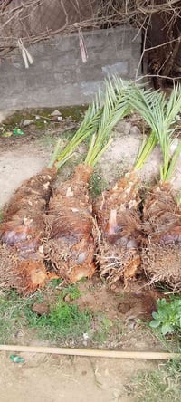 فسائل • بريم • مكتوم