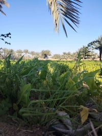 دوانم • سند 25 • خلف جامعة بابل