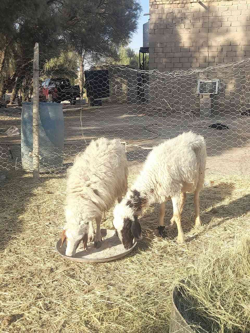 حساب لبيع المواشي  
@إشارة 
للبيع مثل ما موضح بالفيديو 
٢ نعجات وحده مضرع داره متوسطه بالعمر 
وثانيه بيه كبر بس سن واحد واكع
صحاه شرط سعر ٤٢٥ ثنينهن مع مجال ***********مكان سماوه قضاء الهلال

