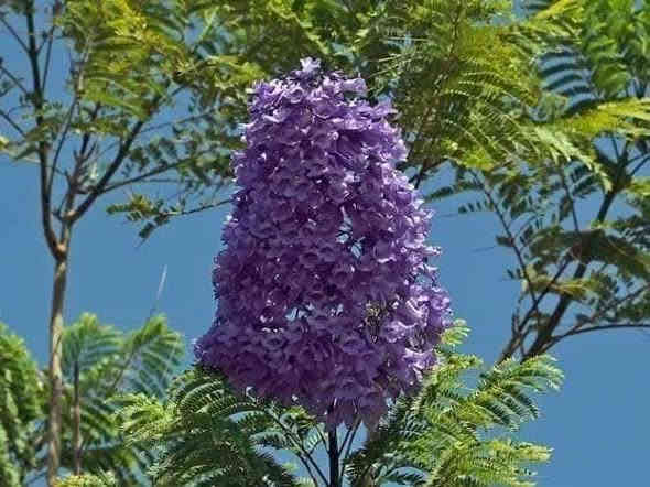 متوفر الان
ارتفاع الشتلة ..   اقل المترين  للحجز واتساب 
***********  العنوان بغداد الداوودي شارع هيل وزعفران خلف ثانوية الفضيلة      ... يوجد توصيل بغداد فقط 

شجرة الجكراندا 
تتميز برائحة اوراقها وازهارها ذات اللون البنفسجي 😎✋🏻
 تعريفية لشجرة الجاكرندا 
🌸الجاكرندا شجرة مزهرة شديدة التحمل للجفاف، وسريعة النمو، أوراقها جذابة مركبة ومزدوجة مترتبة بشكل متعاقب، وأزهارها جميلة زرقاء أو بنفسجية.
🌸تعد شجرة الجاكرندا من أشجار الزينة التي تخطف الأنظار لجمالها بسبب أزهارها الأرجوانية الجميلة، لذلك يمكن زراعتها في الأماكن والحدائق العامة بسبب قيمتها التزيينية.
🌸تعد شجرة الجاكرندا شجرة ظل نظرًا لحجمها الكبير الذي يأخذ شكل المظلة، وسماحها بمرور كمية قليلة من الضوء من بين أفرعها.
🌸يمكن لشجرة الجاكرندا أن تعيش لمدة تصل إلى 200 عام.
🌱 
🌱 - حافظ على التربة رطبة دائمًا عن طريق ريها بانتظام.
