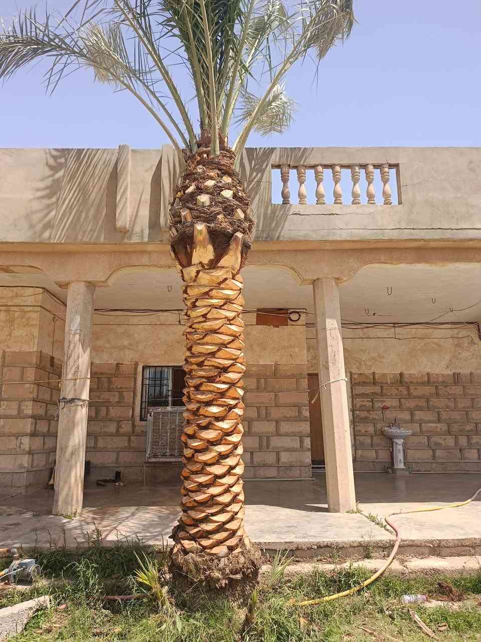 السلام عليكم ورحمة الله وبركاته...
عمل اليوم بتاريخ 2026/5/18 الأثنين
يم الأخ احمد الجبارة ابو علاوي 
تكريب وتنظيف النخيل + قلع الفسائل بطريقة احترافية + زراعة الفسائل بطريقة ممتازة وناجحة جداً الشغل هو يقيم نفسو
للاتصال..نواف ***********
