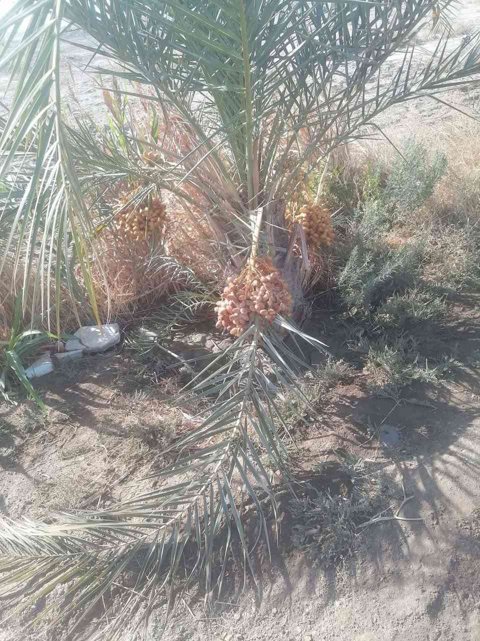 عندي دونم يم المجمع البناني  داخله بالتوزيع بس بستان وبي هيكل ومسوي بي وصل السعر 20وب
بيه نخل وتين وعب وشجار ضليه


**إذا كنت صاحب هذا الإعلان وتريد حذفه لأي سبب، رجاءا أرسل رسالة إلى الدعم الفني**
