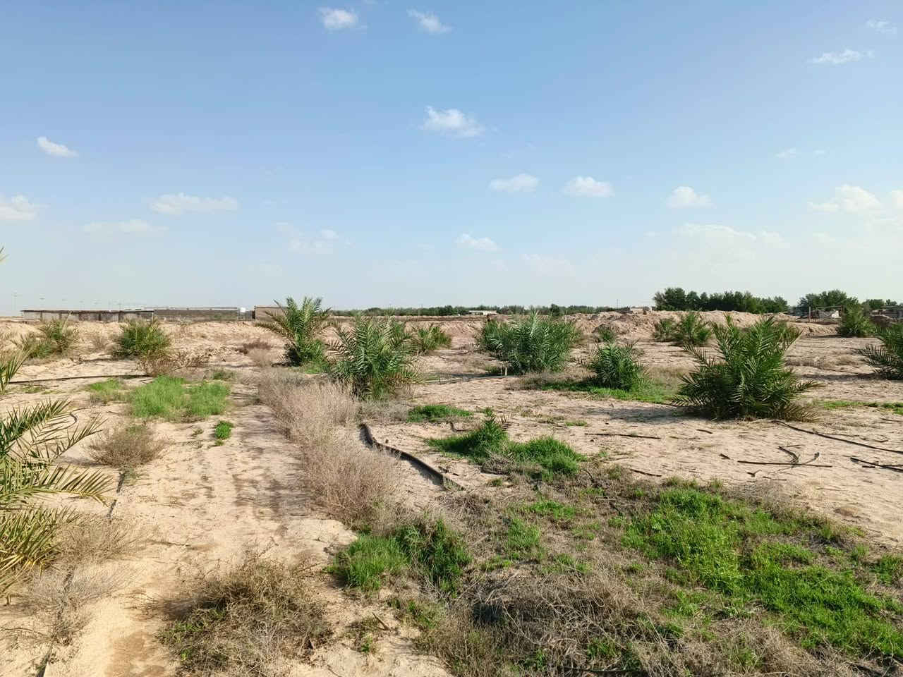 مزرعه للبيع
المساحه :5دونم ونصف 
الموقع :الدواجن على شارع الدواجن التبليط 
المحتويات :بيت هيكل يحتوي على ديوان ٦×٤ +غرفه  +غرفه ثانيه ٣×٤ 
المزروعات :50 نخله 
***********
