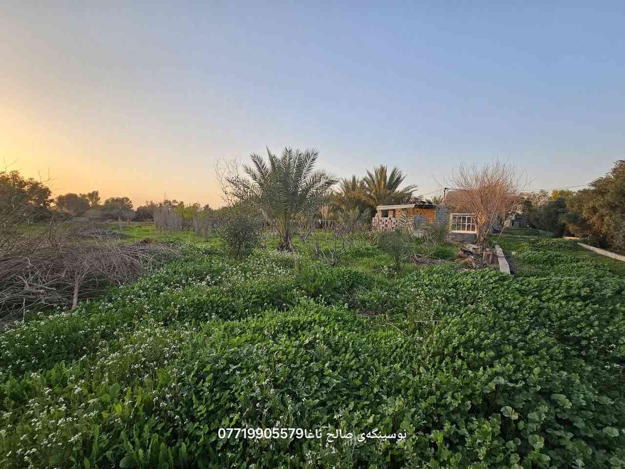 ...﷽ ...
  بسم لله الرحمن الرحیم 
ئەم جارە خانو باخیکی🏝🏡🏠 شازمان بوتان هێناوە مالی دوستە
خانوی سەب کونکریت
گەلەخانی لیە بو ئاژەڵ🐏🐑🐂🐓🪿
مەسبەح گەورە فول کاشیی

داری بەردار تەمەنی سەرەوەی ١٢ سال
لیمو سندی پرتقال هەنجیر  زەردەلو🍊🍇🍎همو میویکی لیە
بیری ارتوازی کاربا سەربەخو 

ناونیشان بەینی باریکە  ساح ئاغا 
زوریش هەرزانە 
مساحة 3  دونم 

بو زانینی نەرخ 💵 خالیک دانی
بو کرینو فروشتنی خانو  باخ زوی 
پیوندی بەم ژمارەوە  بەکەن📢📢
***********  یوسف  ☎️☎️

https://www.facebook.com/profile.php?id=100083460334231&mibextid=ZbWKwL
