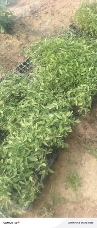 شتل طماطه عادي ٩فلينات سيل 07825984198