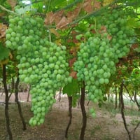 بقدونس طازة • من البستان • توصيل