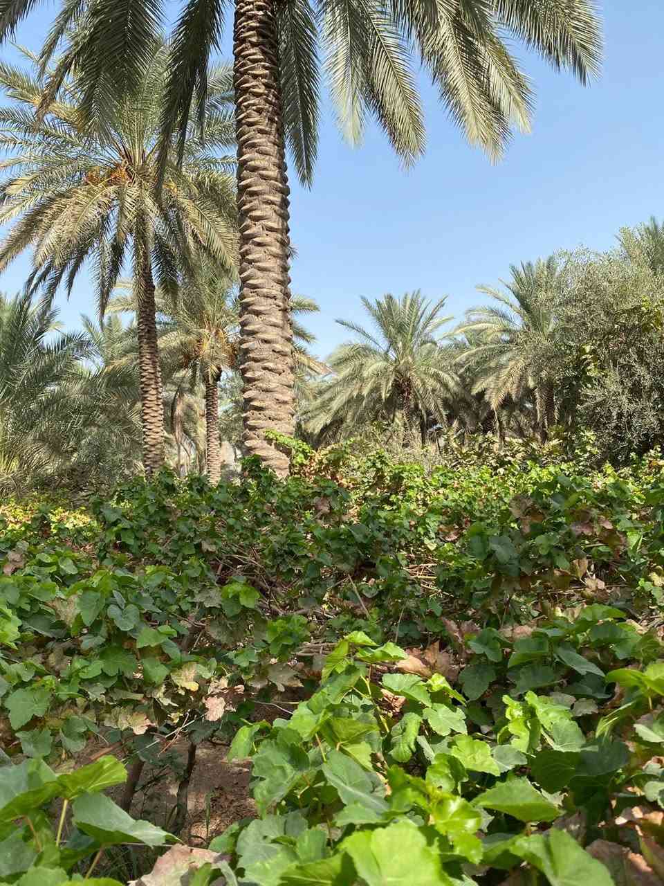 بستان ٣،دونم  طابو زراعي سند ٢٥ مغروسه انواع الفواكه ( تين ،عنب ،تفاح ،نخيل ) فيها بئر ماء صالح للشرب و منظومة سقي 
كافة الخدمات متوفره ماء وكهرباء 
تباع كلها او دونم واحد او نص دونم
تبعد عن الشارع 700 متر
#الحله_منطقه_هوى_الشام
للتواصل 
***********
