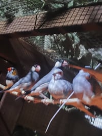 زوج جاوه بلبلي • فنجس سوبر جامبو • ٣ فروخ