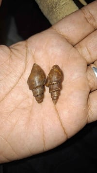 لوي • نباعي • يشف