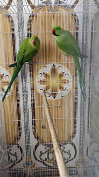 زوج دره هندي • طيور منتجة • تكريت شارع جميل