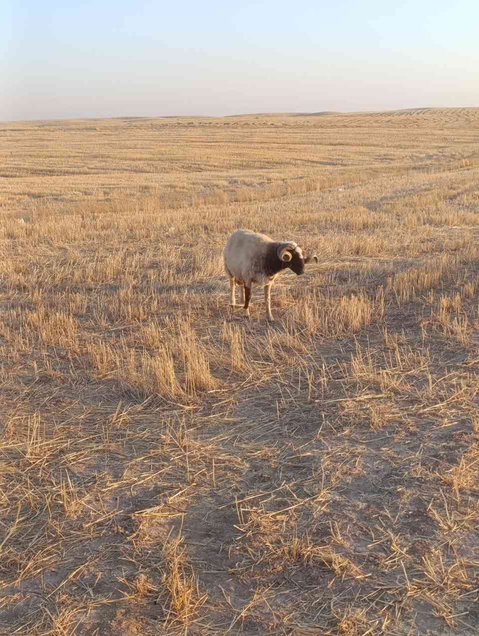 دووبەرانی ڕەقەم یەک وەشەرت پەڕین وەکیلۆش ایفرۆشم کەلار تەمەن4ساڵو 5ساڵ کەلار***********
