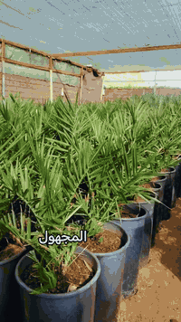 الراغب بالشراء ***********
