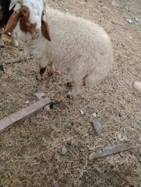 طلي • اورجينه