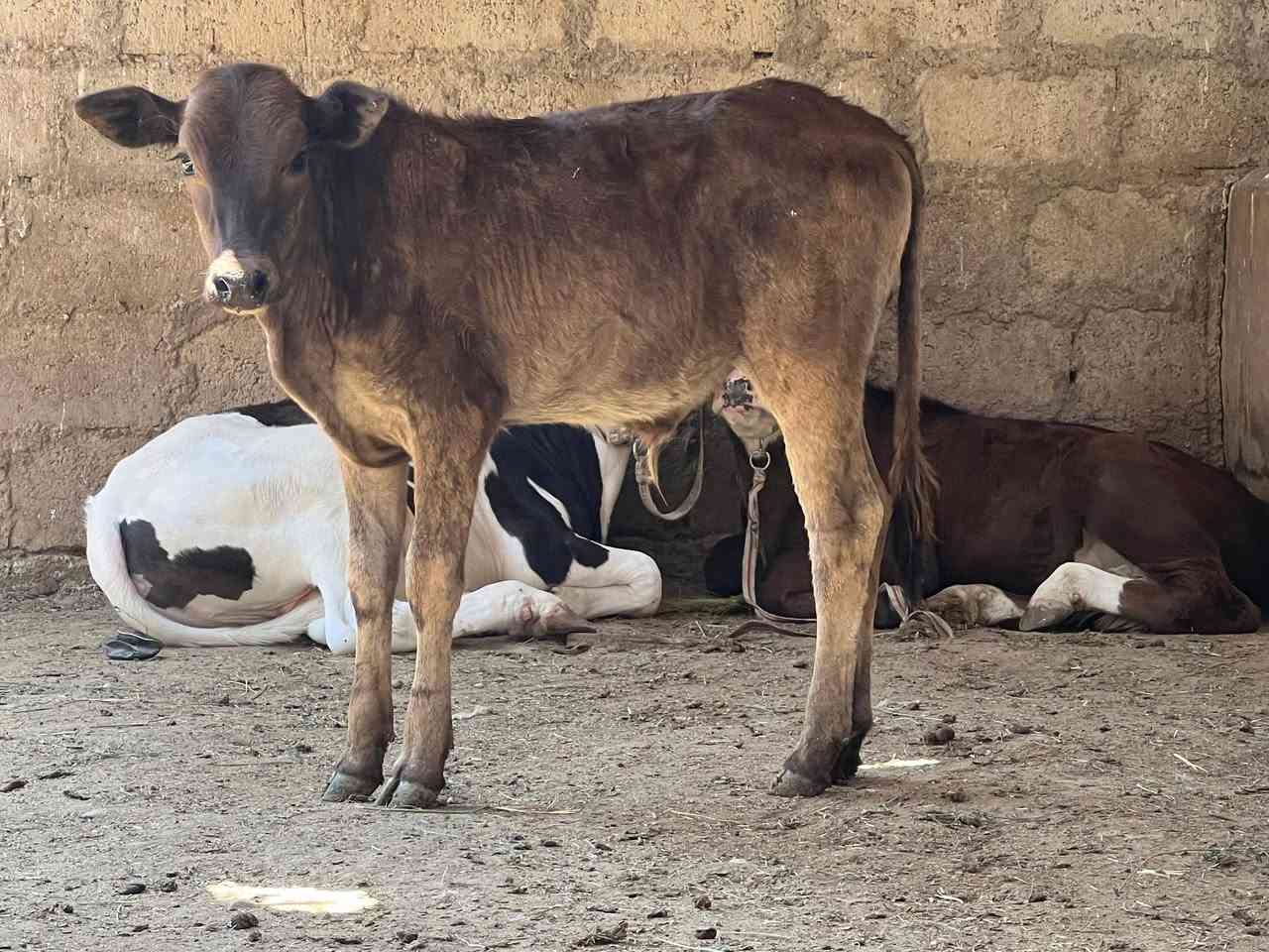 السلام عليكم #حولي بوكاني نضيف مال ربط ويرهم جنيه حولي رقم واحد وسعره مناسب جدا جدا للجنايه مال متعففين بس #900 قفله المكان صلاح الدين الشرقاط الخضرانيه توصيل  موجود حسب الاتفاق 
***********
***********
