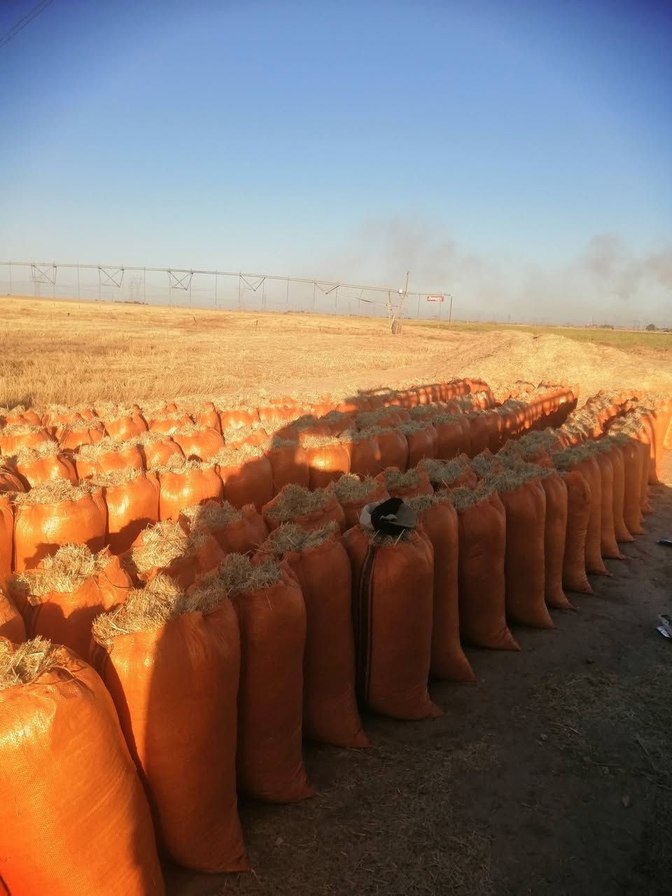 يوجد تبن للبيع درجةالولة شليف أبو 60 طول 83 السعر لزوج 2500 مطروح بالمكان رقم الهاتف *********** //***********
