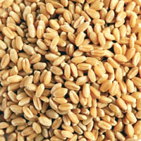 گه‌نم • قمح • حنطة • حبوب • گه‌نم درجه یک • گه‌نم نظيف • گه‌نم غير نظي...