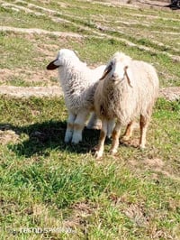 اخوان متاح نعاج مطافيل وراهن افحله الي يريدهن يعلق او يتصل 07861253744