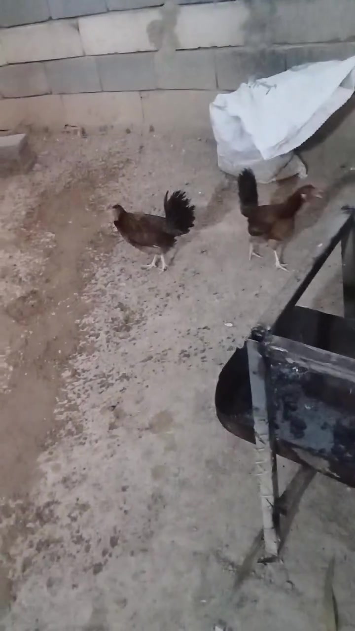 متاح دجاج كويتي نقي للبيع بل البصره المطيحه مناوي لجم بياضات سعر الوحده 25 المو شراي لايراسل رقم الهاتف ***********
