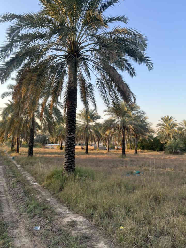 السلام عليكم
للبيع دونمين و500متر طابو سند 25 واجهة الأرض 55متر الموقع بغداد المدائن شارع سيد علي للاستفسار ***********
