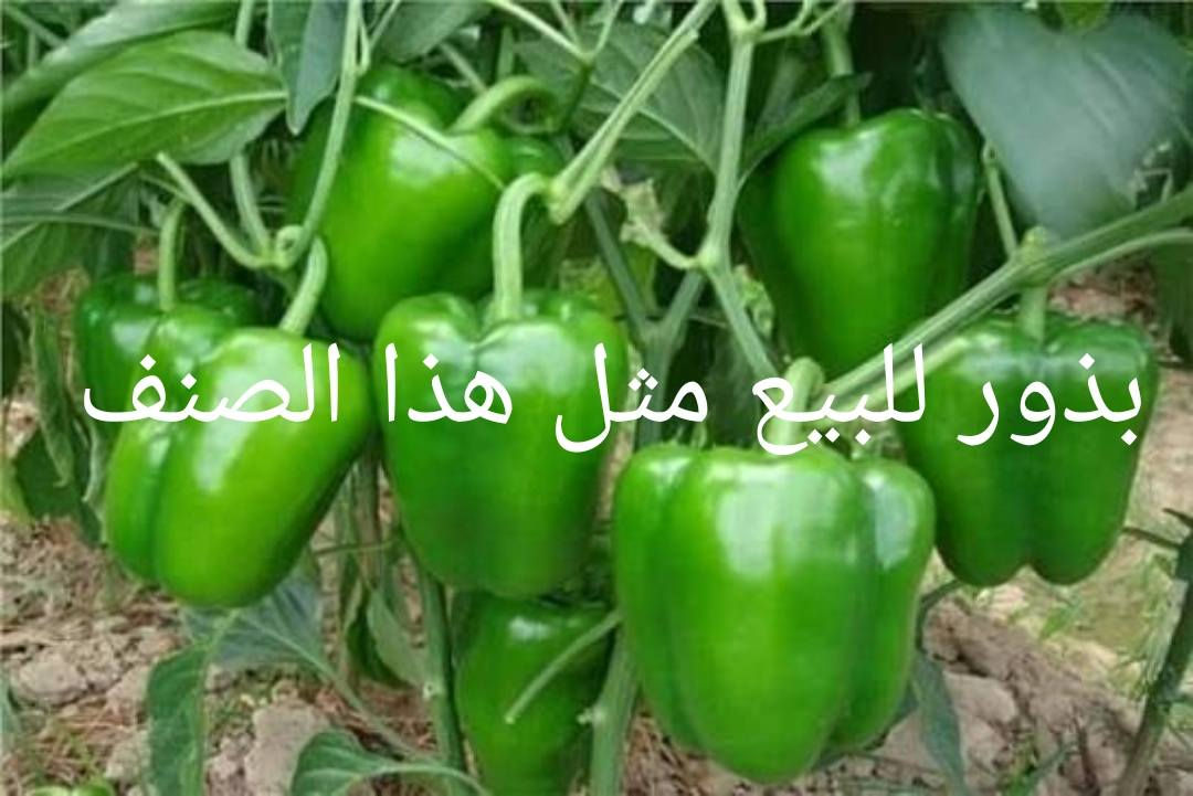 السلام عليكم ورحمة الله وبركاته

توجد بذور للبيع

فلفل حلو ابو الطوبه
فلفل حلو مالت الديره
بيذنجان مرضوخ
بيذنجان مكدوس
طرعوزي ثعباني

للاستفسار أكثر تفضل خاص او اتصال أو وتساب بالرقم ادناه ***********

المكان راوه
