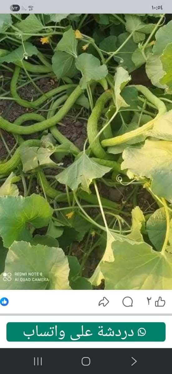 يوجد لدينا بذور طرح صنف الرشيد الإسباني جيل أول متعهد احسن نوعيه قلم (يعني رفيعه)للإستفسار ***********العنوان بغداد قرب المدائن
