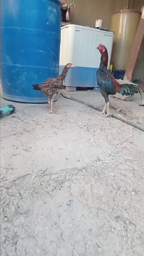 متاح
ديج  و. دجاجه. مخاليف  هراتي. اصلي  صحه ونشاط ونظافه خير من  الله  مال بيت  الديج خشن وارتفاعه. خير من الله موضح بالفيديؤ  ملقحات كل القاحات  مكاني. بغداد. عوريج  قرب علوة الرشيد  مقابيل مخابز باب الاغا


**إذا كنت صاحب هذا الإعلان وتريد حذفه لأي سبب، رجاءا أرسل رسالة إلى الدعم الفني**