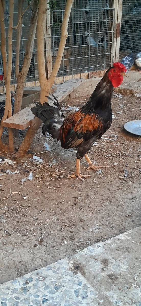 متاح ٤ اديوكه واحد مضرب هراتي ضخم ٣ وسط وديج قبج ونثيه بط مصري العدد الكلي 6 ينباعن  شلع ب 85 الف المكان تكريت عوينات وهاذا رقمي ***********
