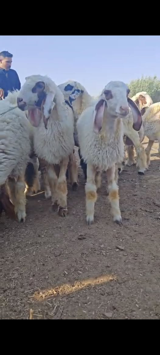 فطايم كريشيات خط اول العدد 11المكان الكوت الدجيلي واكو خدمة توصيل والشراي يتصل ***************************
