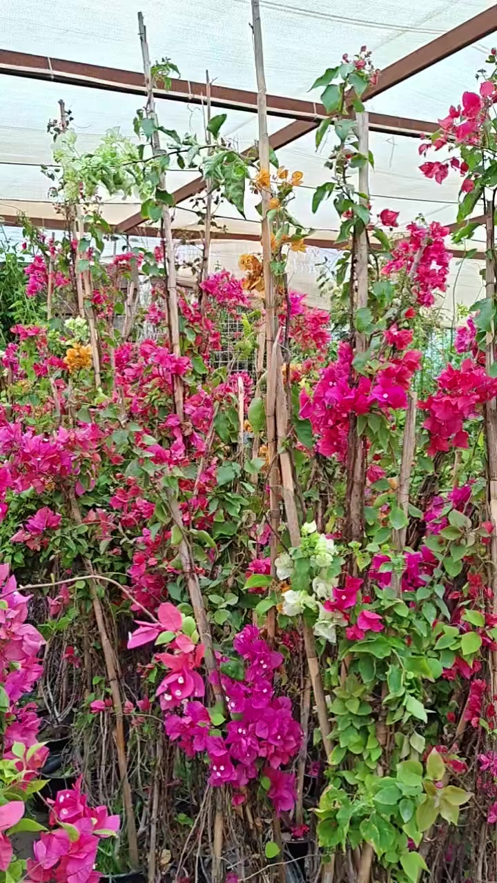 #انسب_الاسعار_وافضل_الاشجار_مشتل_احمد_الزراعي
#تخفيضات_ع_جميع_انواع_الزرع_الخارجي_الظلي_
#السنادين_بتموس_جميع_اصناف_النخيل_نسيجي_قلع_ 
الانبار حديثة بروانه الشارع الرئيسي 
احمد *********** محمد ***********
#ارخص_مشتل_بالعراق_مشتل_احمد_الزراعي
