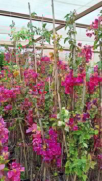 مشتل أحمد • تخفيضات • الانبار حديثة بروانه