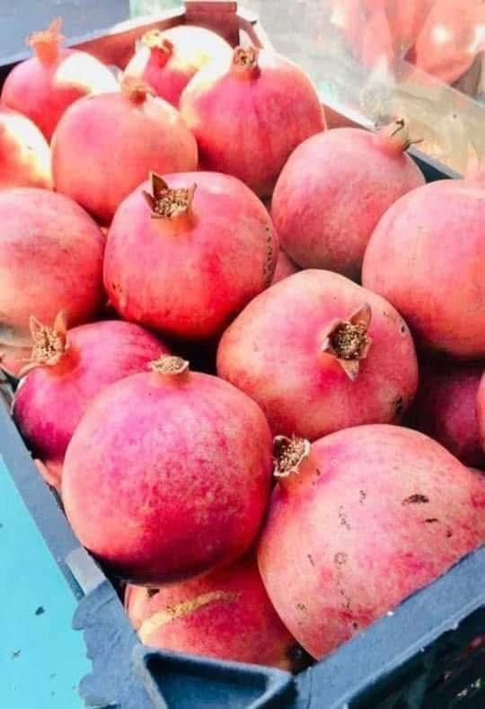 على بركة الله يوجد لدينا رمان امريكي وندر فول درجة اولى العمر سنتين  شرط الضمان بأذن الله 
المكان صلاح الدين بلد يثرب 
للاستفسار والحجز الاتصال على الرقم 
***********
