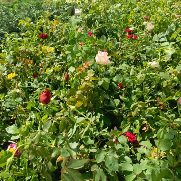 _ تحية طيبة متابعينا الكرام

-  مجموعة من صور النباتات الظليه المتوفره داخل مشتل الأميال
متوفر(  جملة ومفرد) 
 - 
_ للاستفسار *********** 

#اعلاف _أسماك 

#مشتل _الأميال

ميسان _مغربه _مقابيل حي المعلمين الجديد_قرب شرطه k9 🚓🐕‍🦺

أهلا وسهلا بكم في مشتل الأميال 🛖⛲
