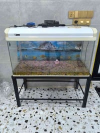 خوض تركي جام مقوس • 25كيلو • كركوك حي النصر