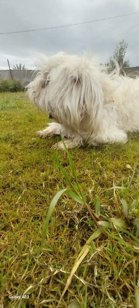 كلاب للبيع فحل ونثيه تريد تجيب وبسعر مناسب ***********
